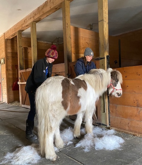 Stable Connections Equine Assisted Therapy